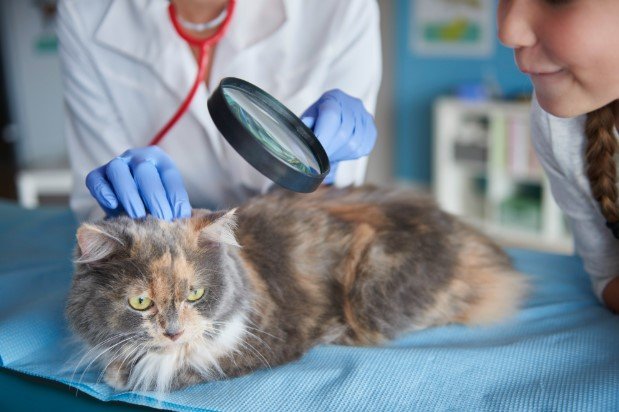 Animal Vaccinations: What Every Pet Owner Should Know About Preventive Care